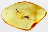 Detailed Fossil Fly (Dolichopodidae) & Plant Splint in Baltic Amber #310930-1